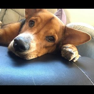 Meet your Posher, Phary